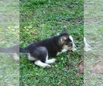 Small Photo #6 Border Collie-Siberian Husky Mix Puppy For Sale in GOOSE CREEK, SC, USA