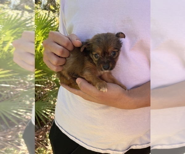 Medium Photo #6 Chihuahua-Chorkie Mix Puppy For Sale in SAINT AUGUSTINE, FL, USA