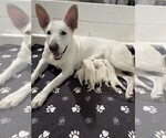 Small #1 German Shepherd Dog