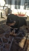 Small Photo #19 Rottweiler Puppy For Sale in RANCHO CORDOVA, CA, USA