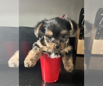 Small Photo #17 Yorkshire Terrier Puppy For Sale in FORT WORTH, TX, USA