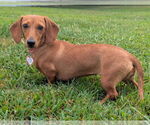 Small #1 Dachshund