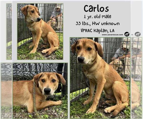 Medium Photo #2 Mutt Puppy For Sale in Abbeville, LA, USA