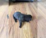 Puppy Mystery Great Dane