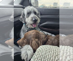 Aussiedoodle Dogs for adoption in Columbus, IN, USA