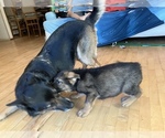 Small Photo #34 German Shepherd Dog Puppy For Sale in UNIVERSITY PL, WA, USA