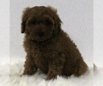 Small #2 Cavapoo-Poodle (Standard) Mix