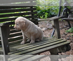 Small Photo #24 Golden Retriever Puppy For Sale in GREENWOOD, WI, USA