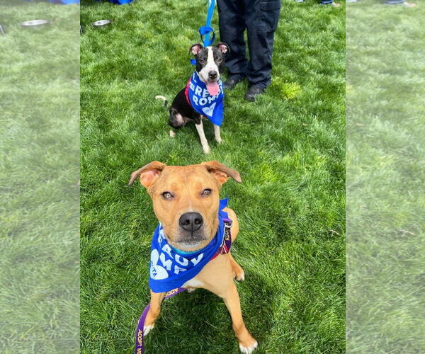 Medium Photo #5 American Pit Bull Terrier-Unknown Mix Puppy For Sale in Virginia Beach, VA, USA