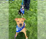 Small #4 American Pit Bull Terrier Mix