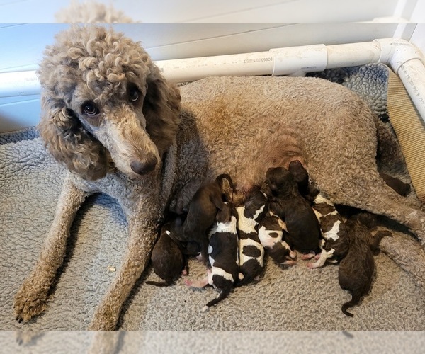 Medium Photo #2 Poodle (Standard) Puppy For Sale in AIKEN, SC, USA