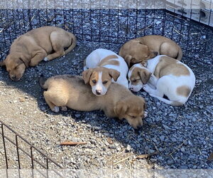 Catahoula Leopard Dog-Unknown Mix Dogs for adoption in Unionville, PA, USA