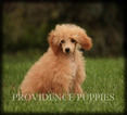 Small Photo #41 Poodle (Miniature) Puppy For Sale in COPPOCK, IA, USA