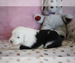 Old English Sheepdog Puppy for sale in FAIR GROVE, MO, USA