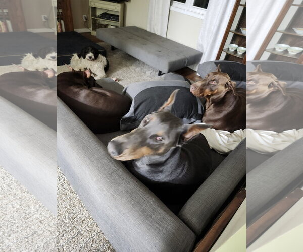 Medium Photo #9 Doberman Pinscher Puppy For Sale in Buffalo, MN, USA