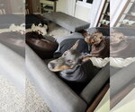 Small #8 Doberman Pinscher