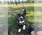 Small #3 Akita-Basset Hound Mix