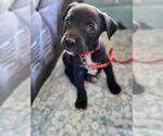 Small #18 Mutt