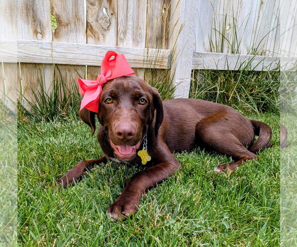 Medium Photo #10 Labrador Retriever-Unknown Mix Puppy For Sale in Sandy, UT, USA