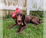 Small #9 Labrador Retriever Mix