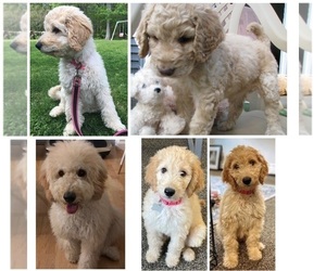 Medium Goldendoodle