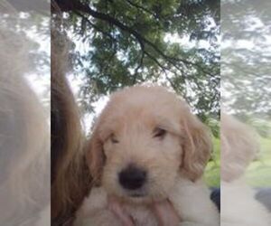 Double Doodle Puppy for sale in EVERETT, PA, USA