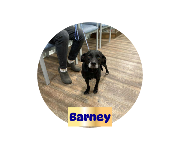 Medium Photo #1 Jack Russell Terrier-Unknown Mix Puppy For Sale in Brooksville, FL, USA