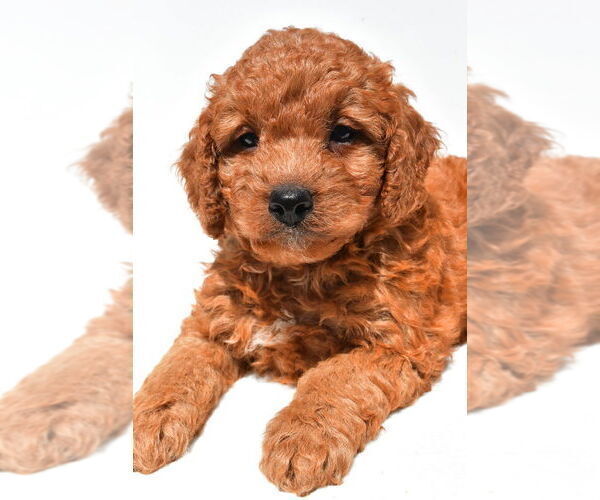 Medium Photo #48 Goldendoodle mix (+ Poodle Miniature) Puppy For Sale in DURHAM, CT, USA