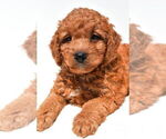 Small #47 Goldendoodle mix (+ Poodle Miniature)