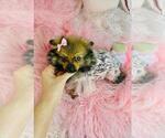 Small #3 Pomeranian