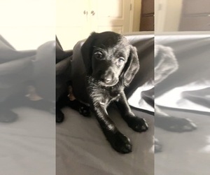 Beagle-Chihuahua Mix Puppy for sale in WILMINGTON, DE, USA