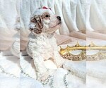 Small #4 Goldendoodle (Miniature)