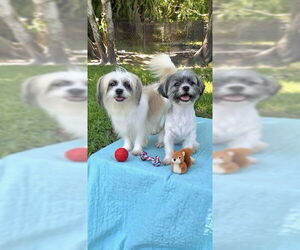 Shih Tzu Dogs for adoption in Weston, FL, USA