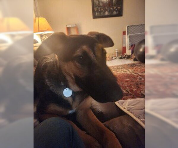 Medium Photo #4 German Shepherd Dog Puppy For Sale in Modesto, CA, USA