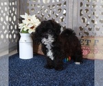 Small #2 ShihPoo