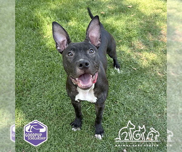 Medium Photo #2 American Pit Bull Terrier Puppy For Sale in Irvine, CA, USA