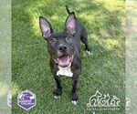Small #1 American Pit Bull Terrier