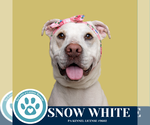 Small #13 American Pit Bull Terrier Mix