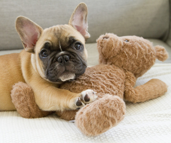 Medium Photo #2 French Bulldog Puppy For Sale in GLEN ALLEN, VA, USA