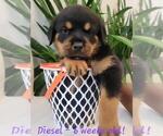 Image preview for Ad Listing. Nickname: Diesel