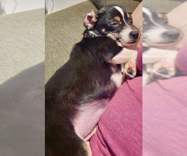 Medium Photo #3 Rat Terrier-Unknown Mix Puppy For Sale in Fort Wayne, IN, USA