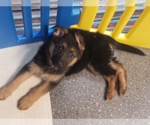 German Shepherd Dog Puppy for sale in TORONTO, OH, USA
