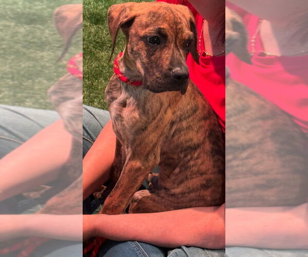 Medium Photo #11 Boxador Puppy For Sale in New York, NY, USA