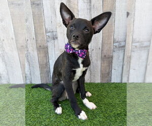 Chihuahua-Unknown Mix Dogs for adoption in Corona, CA, USA