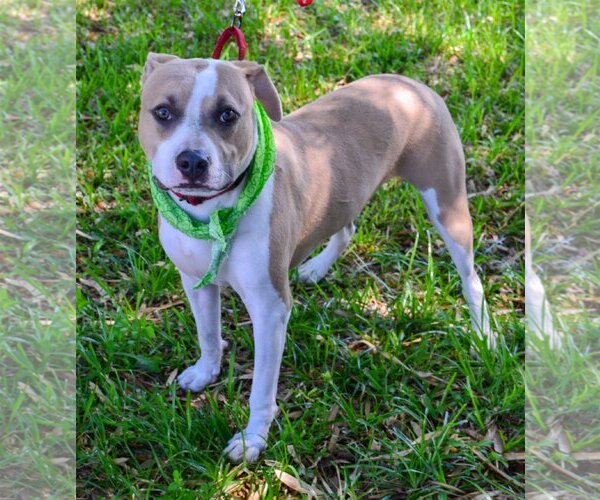 Medium Photo #4 American Pit Bull Terrier-Unknown Mix Puppy For Sale in Lighthouse Point, FL, USA