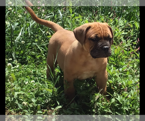 Dogue de Bordeaux Puppy for sale in KEMPTON, PA, USA