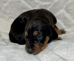 Small Photo #28 Black and Tan Coonhound-Bluetick Coonhound Mix Puppy For Sale in OAK HILLS, CA, USA