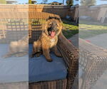 Small #14 German Shepherd Dog