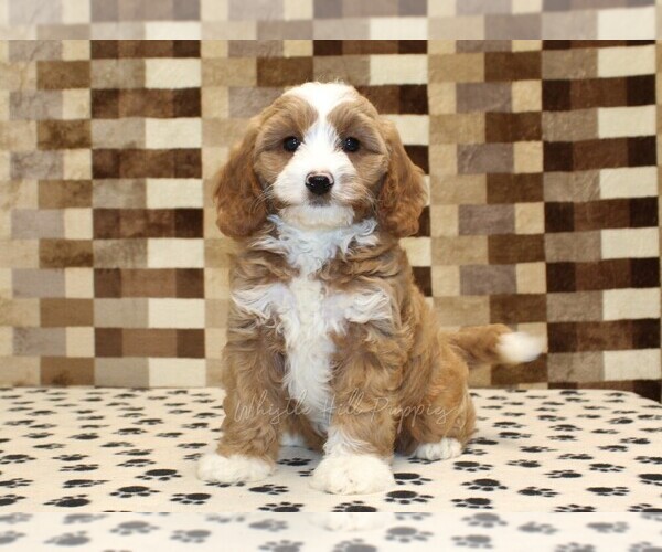 Medium Photo #3 Bernedoodle (Miniature)-Cavapoo (Miniature) Mix Puppy For Sale in DENVER, PA, USA