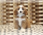 Small #2 Bernedoodle (Miniature)-Cavapoo (Miniature) Mix